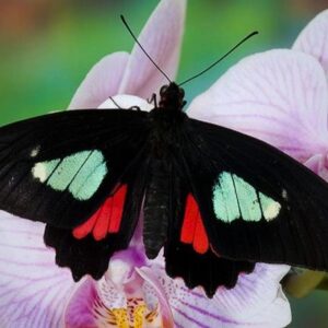 Chrysalide Parides eurimedes