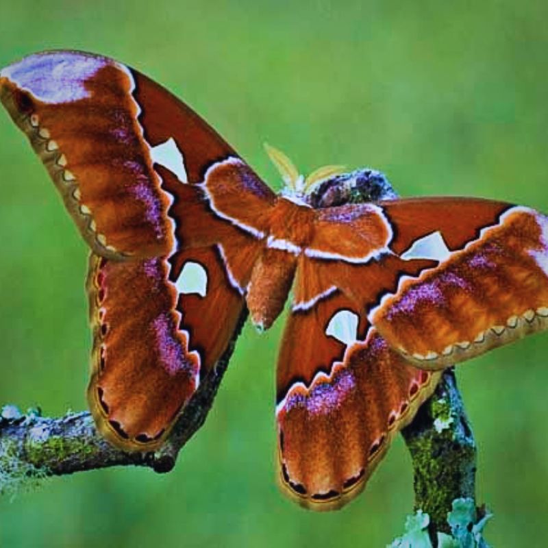 beau papillon très rouge