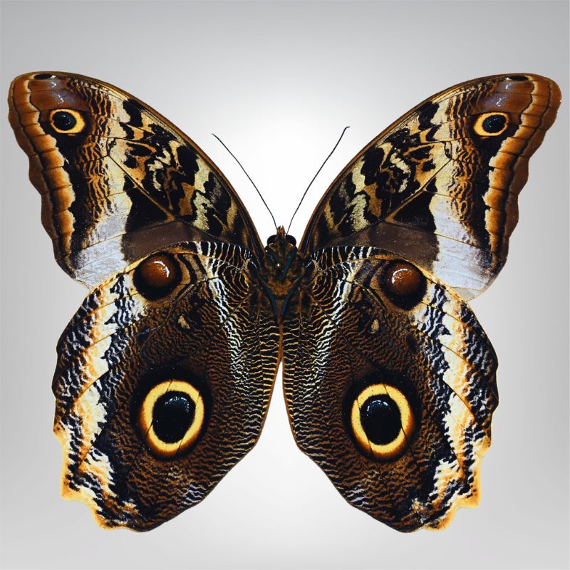 Caligo atreus equateur naturalisé – Image 2