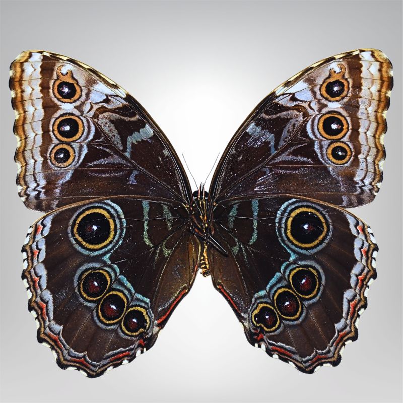 Morpho helenor naturalisé Equateur – Image 2