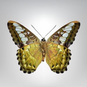 Parthenos sylvia jaune naturalisé