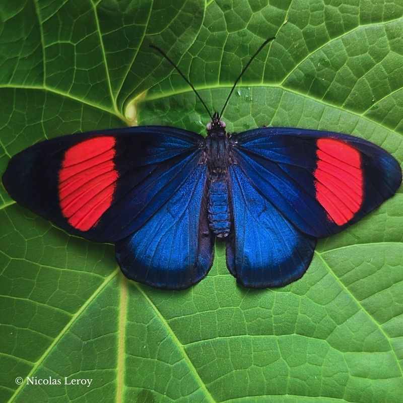 Chrysalide Batesia hypochlora – Image 2