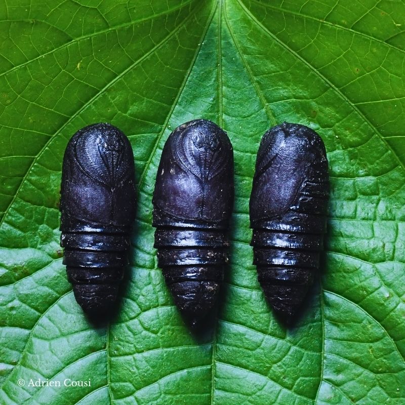 Chrysalide Gonimbrasia zambesina – Image 2