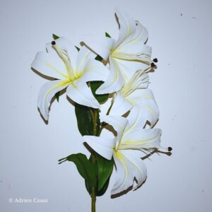 Grosses fleurs blanches