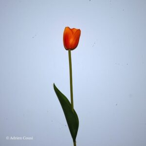 Fleur artificielle a butiner Tulipe