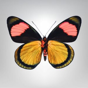 Batesia hypoclora naturalisé