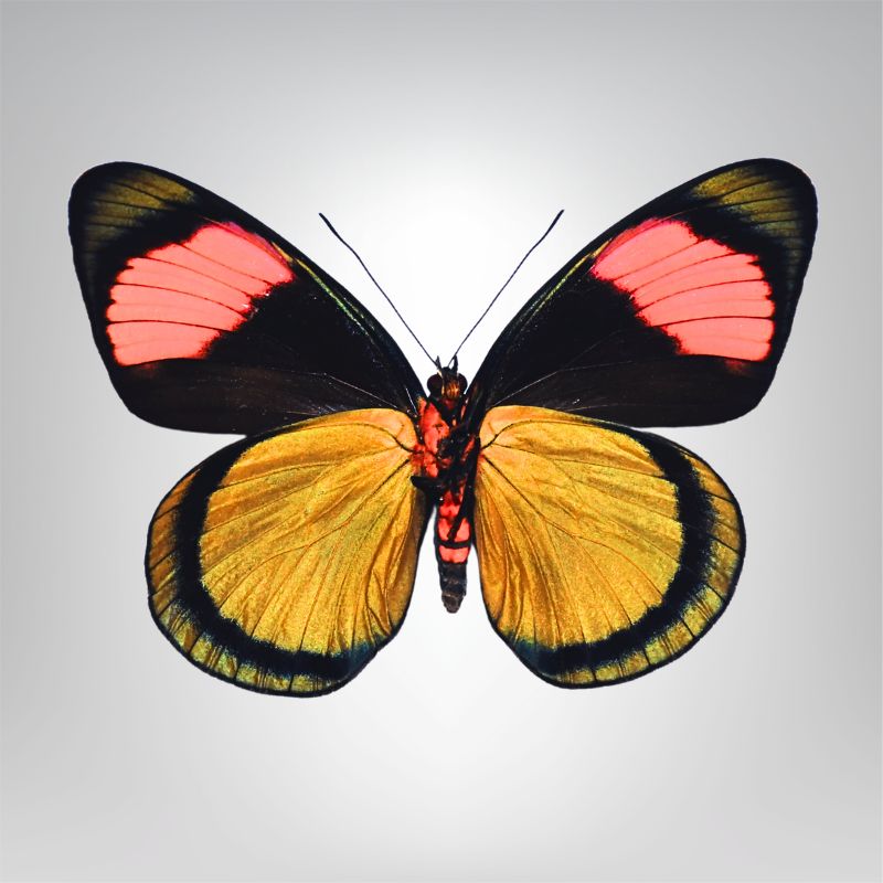 Batesia hypoclora naturalisé