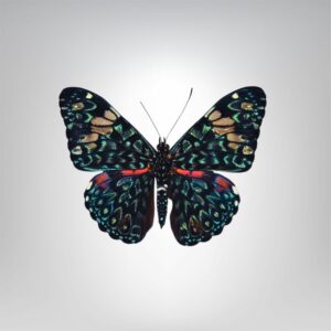 Hamadryas amphinome naturalisé