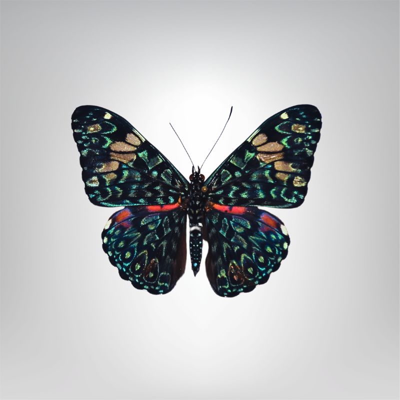 Hamadryas amphinome naturalisé