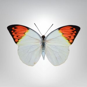 fluo