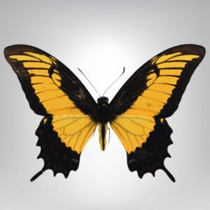 Papilio androgeus naturalisé