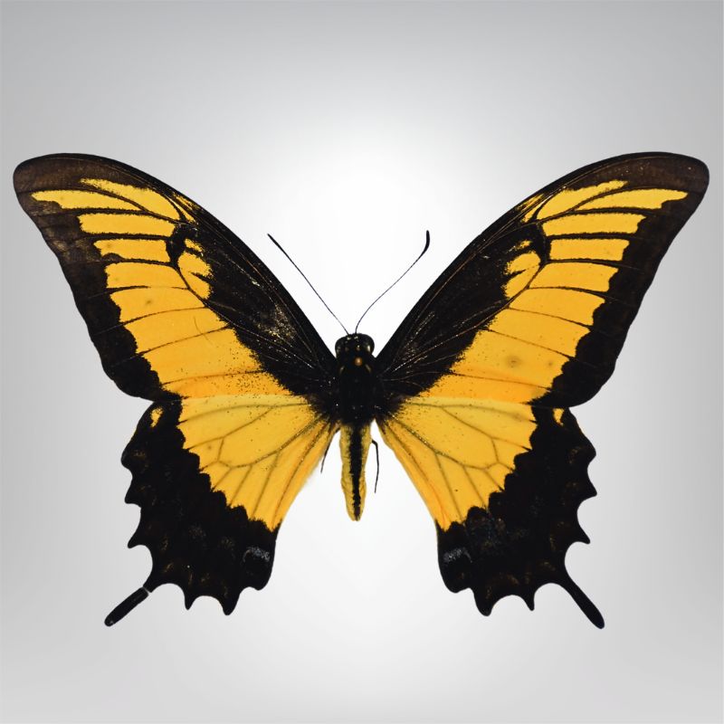 Papilio androgeus naturalisé