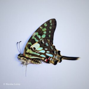 Bleu ciel