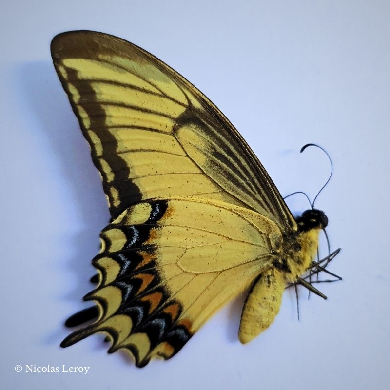 Papilio jaune