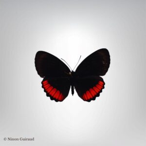 Biblis hyperia naturalisé