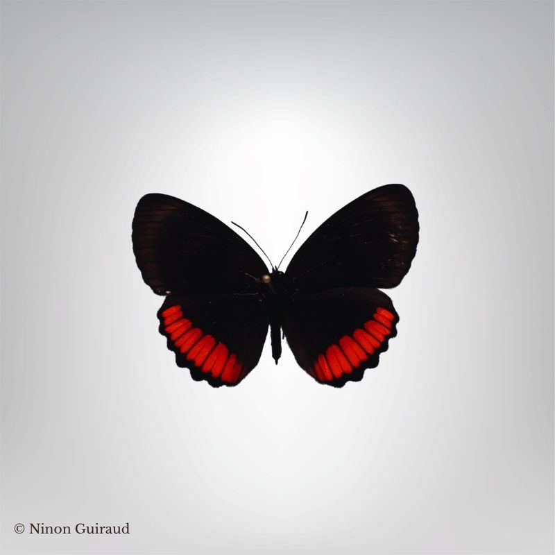 Biblis hyperia naturalisé