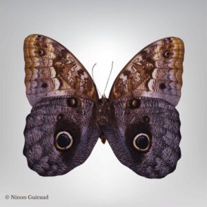 Caligo illioneus naturalisé