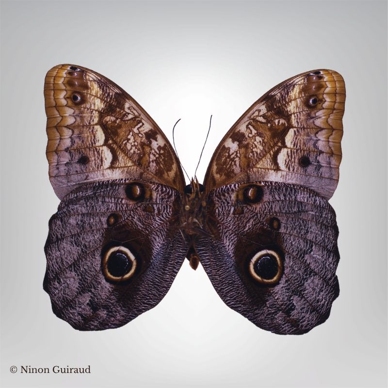 Caligo illioneus naturalisé