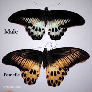 Papilio aux couleurs incroyable