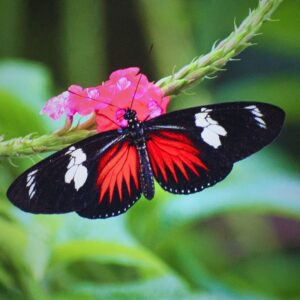 forme rouge