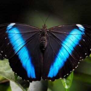 bleu et noir intense
