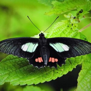 papillionidae