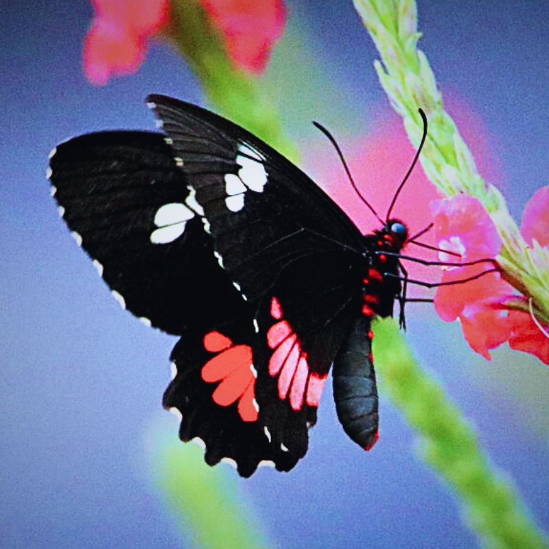 Magnifique contraste