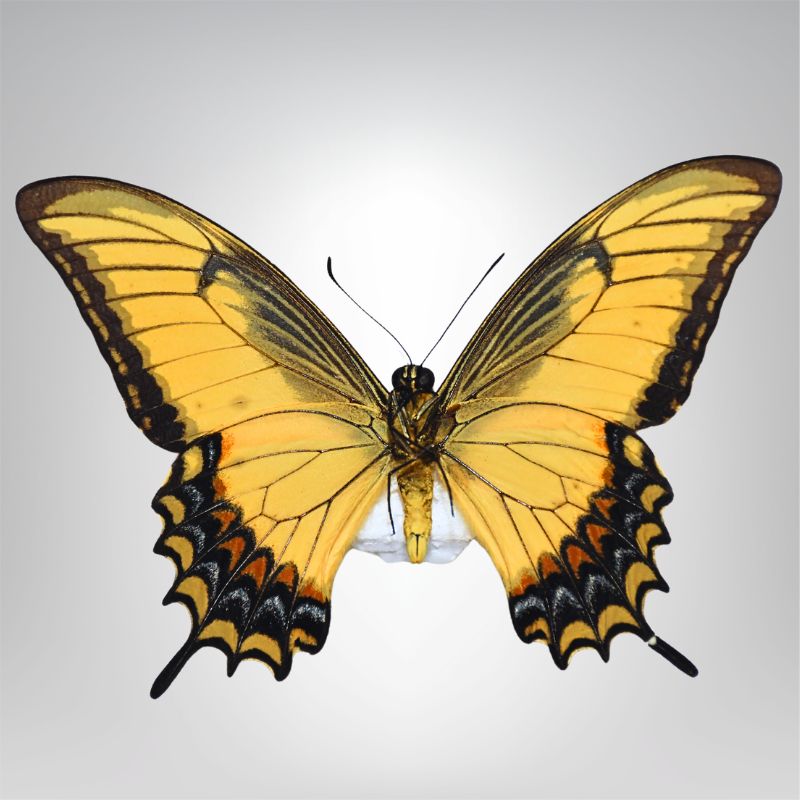 Papilio androgeus naturalisé – Image 2