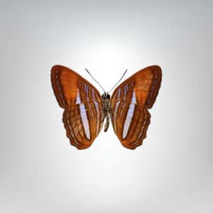 Adelpha cytherea naturalisé