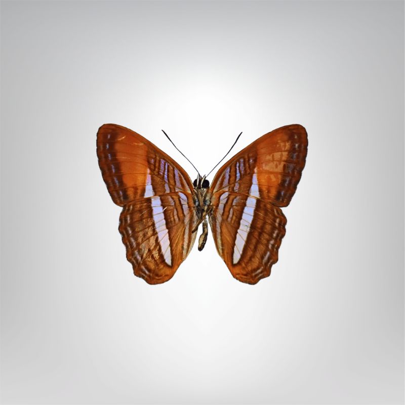 Adelpha cytherea naturalisé
