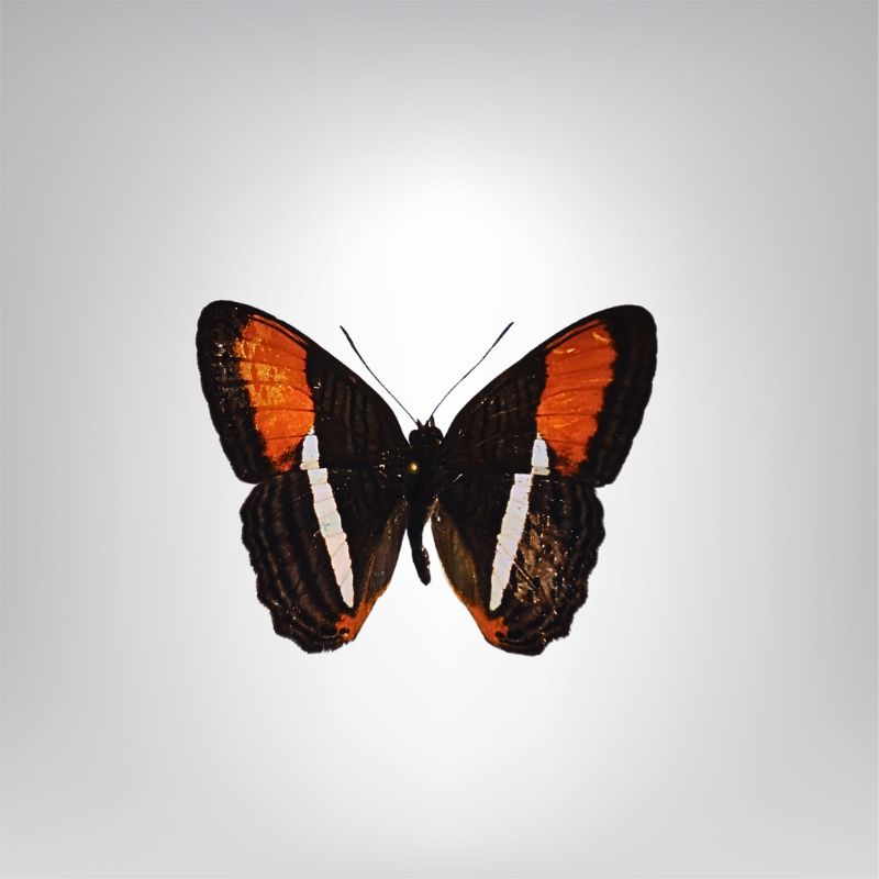 Adelpha cytherea naturalisé – Image 2