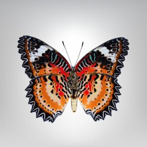 Cethosia cyane naturalisé