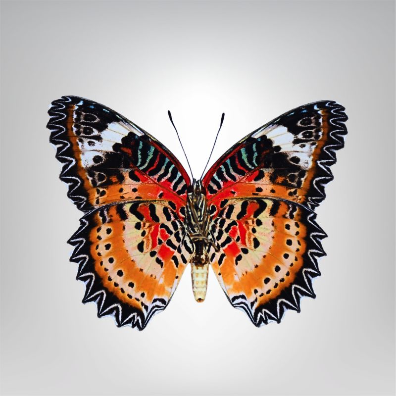 Cethosia cyane naturalisé