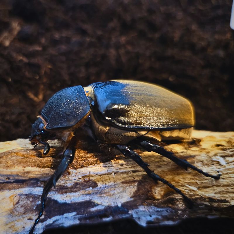Larve Megasoma elephas elephas (mexique) – Image 3