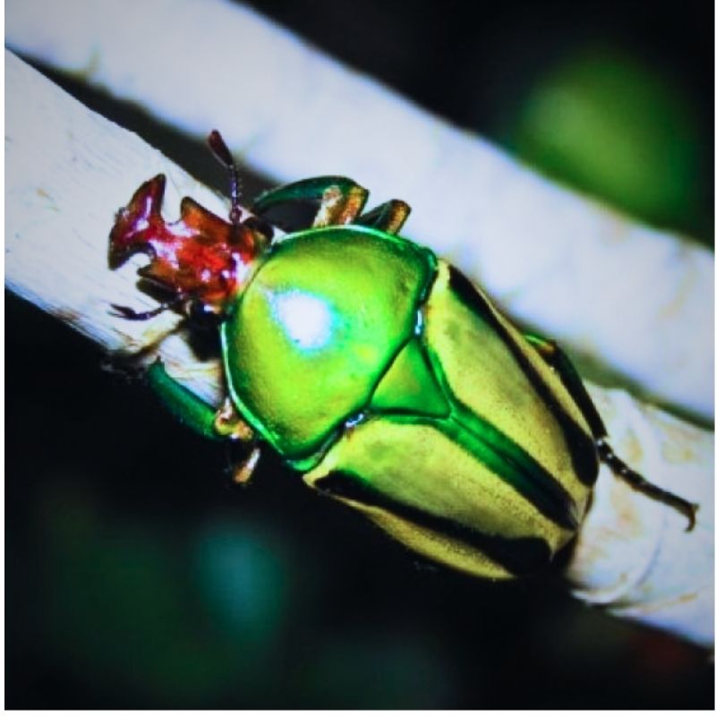 Larve Eudicella hornimani