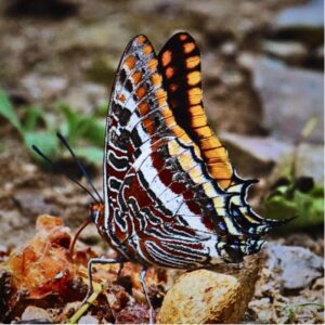 seul Charaxes de France