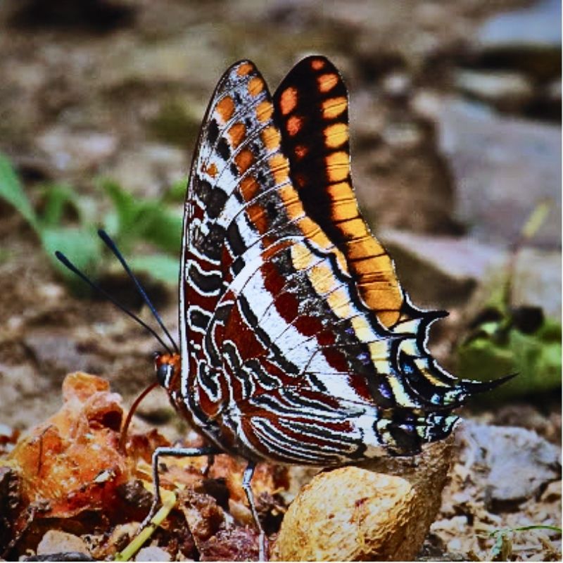 seul Charaxes de France