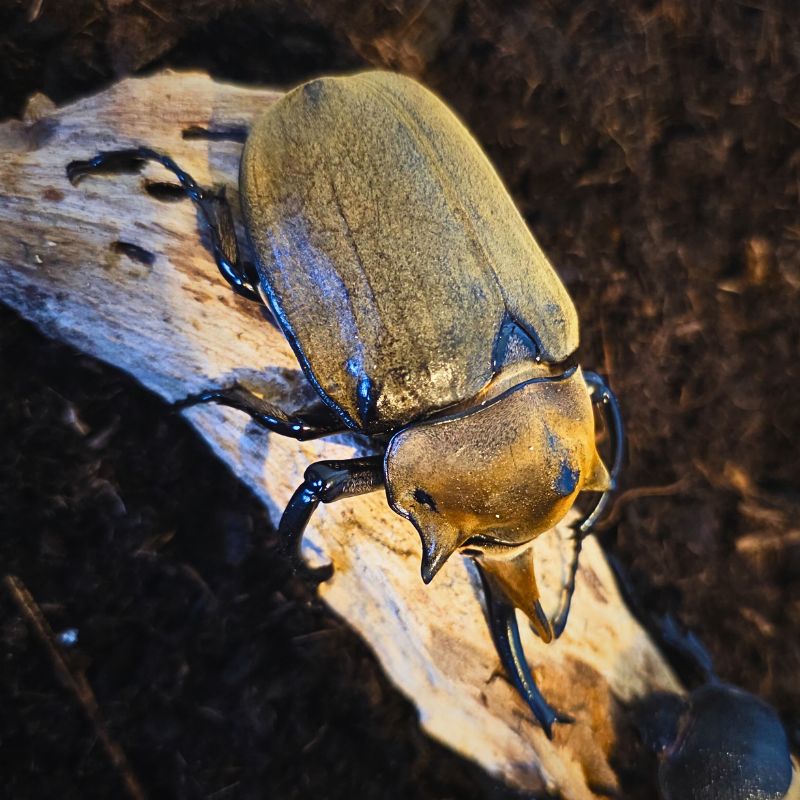 Larve Megasoma elephas elephas (mexique) – Image 2