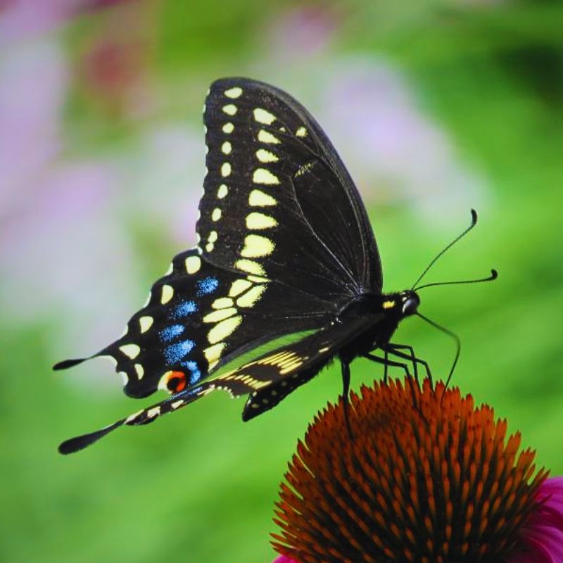 Œufs Papilio polyxenes – Image 2