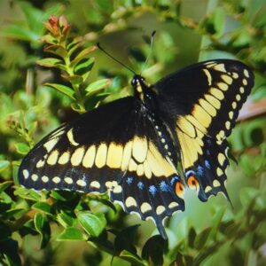 Œufs Papilio polyxenes