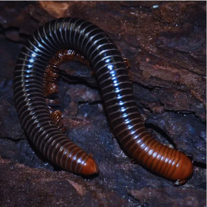 Juvénile Spirostreptus serviatus