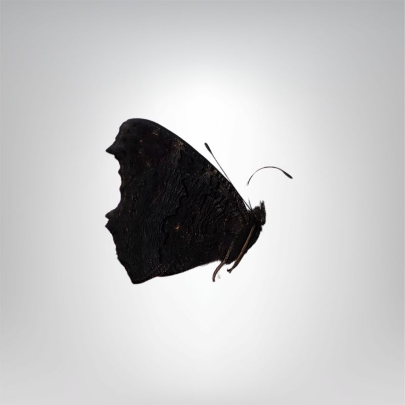 Aglais io naturalisé – Image 2