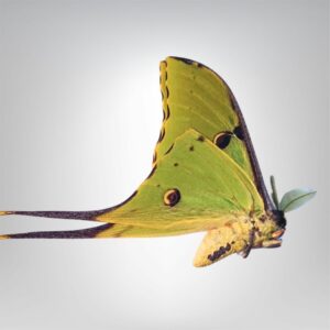 Argema mimosae naturalisé