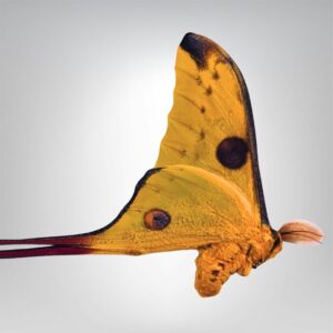 Argema mittrei naturalisé