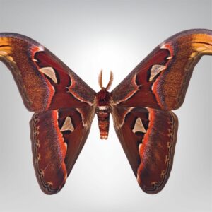 Attacus atlas naturalisé