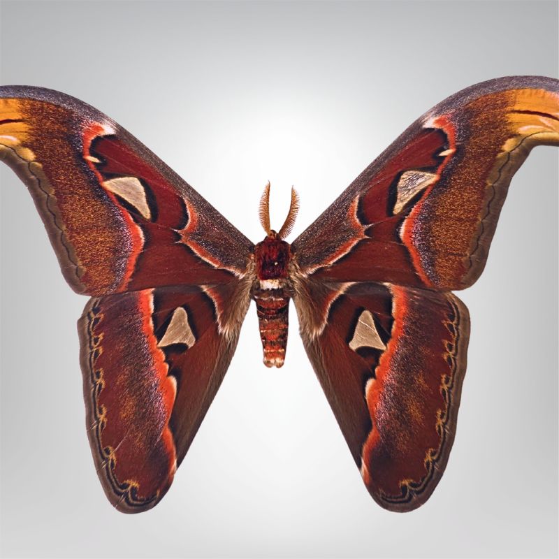 Attacus atlas naturalisé