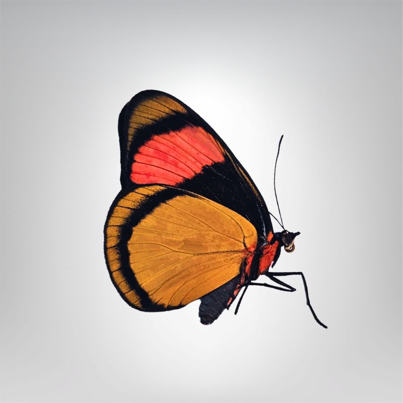 Dryadula phaetusa naturalisé – Image 2