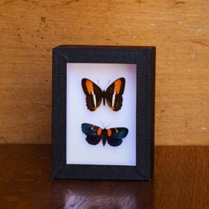 Cadre Adelpha cytherea / Egybolis