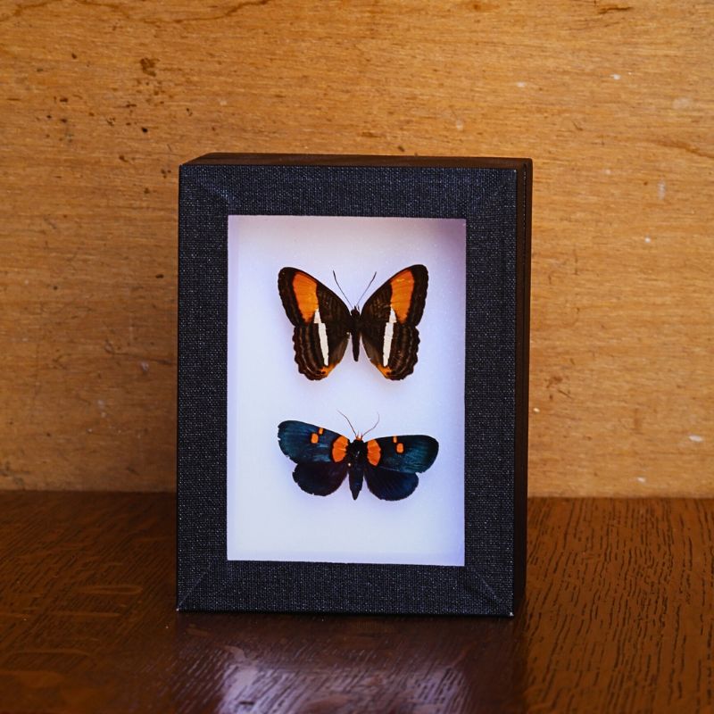 Cadre Adelpha cytherea / Egybolis