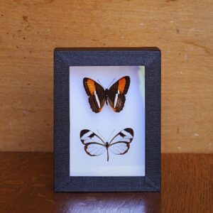 Cadre Greta oto / Adelpha cytherea